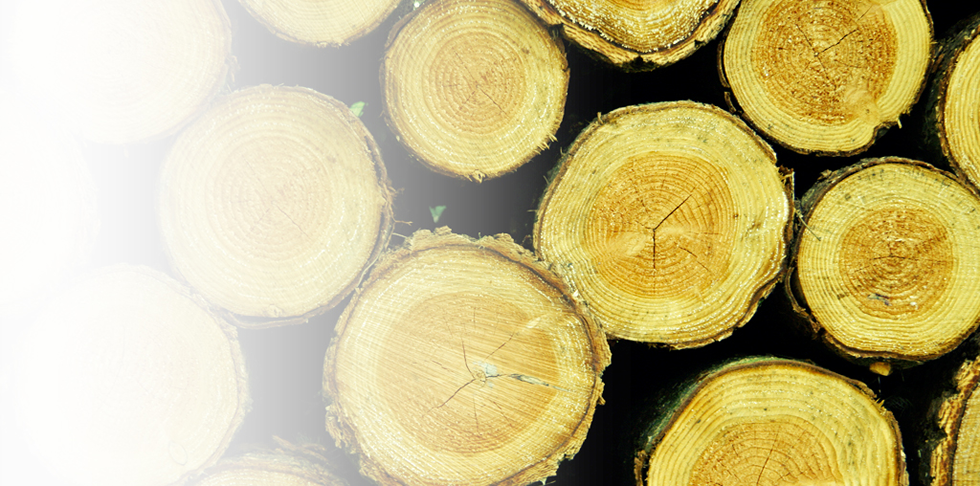 Produção Florestal